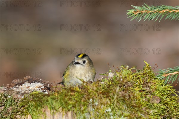 Winter Goldcrest