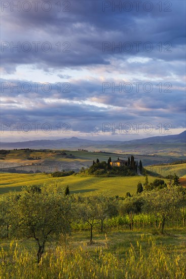 Farmhouse and cypresses