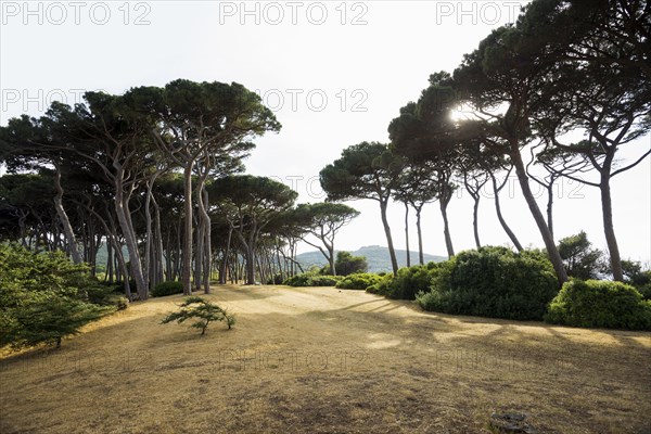 Beach and old pine trees