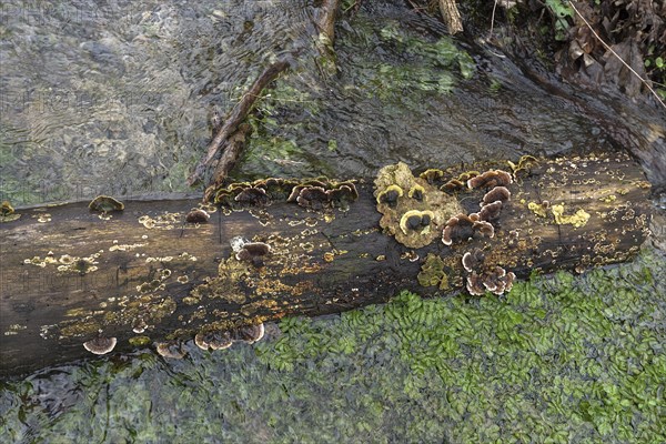 Tree fungi