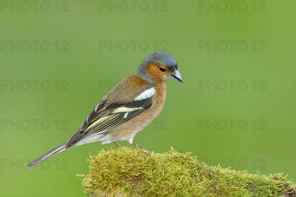 Common chaffinch