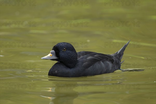 Common scoter