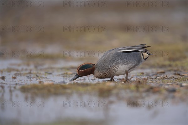 Common teal