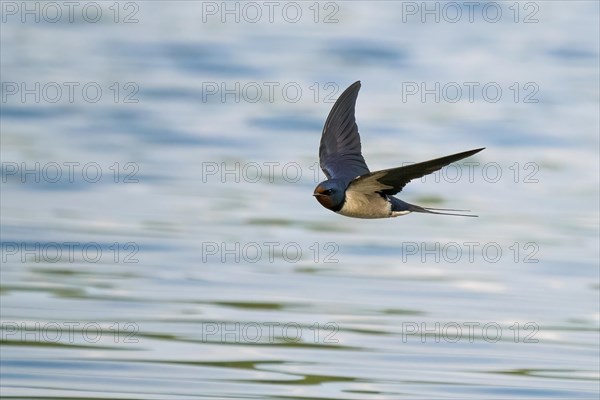 Barn swallow