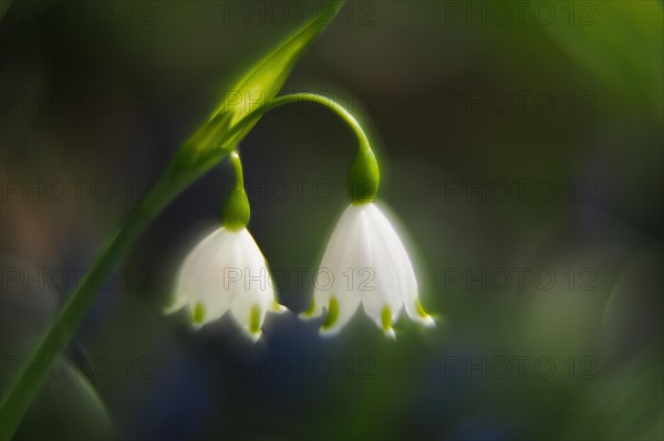 Spring snowflake