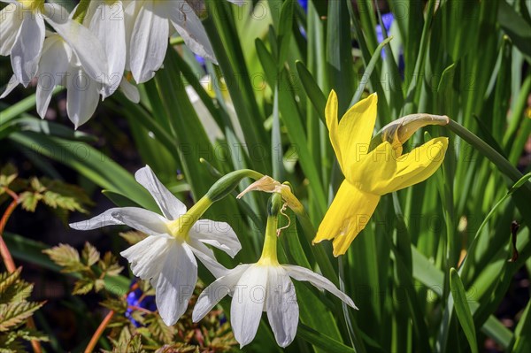 Cyclamen-flowered daffodils