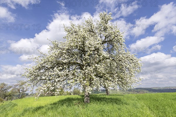 Flowering pear tree