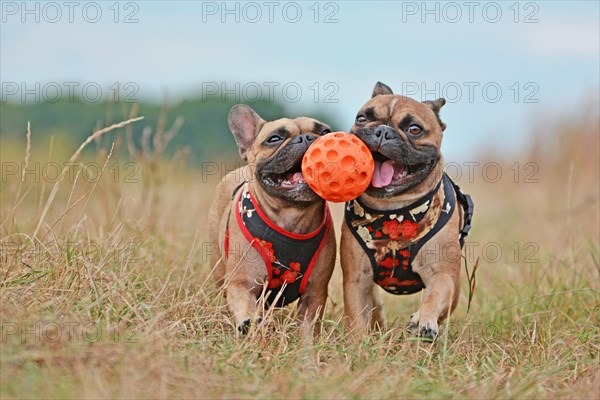 Action shot of two brown French Bulldog dogs with matching clothes running towards camera while holding ball toy together in their muzzles