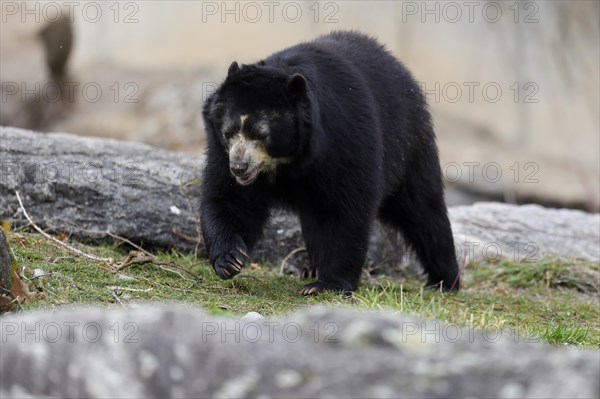 Andean bear