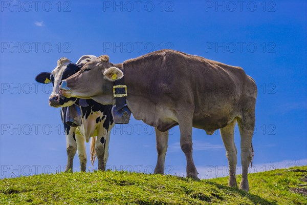 Hornless Allgaeu Brown Swiss cattle