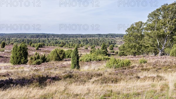 Common juniper