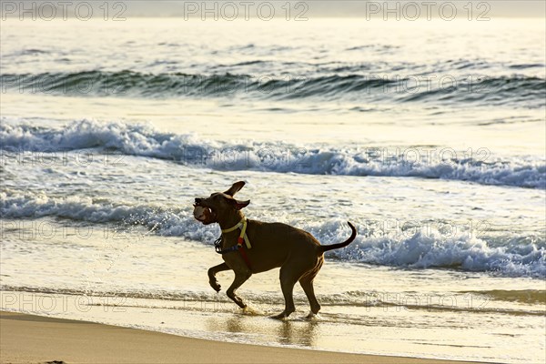 Dog running and playing on the edge of Ipanema beach in Rio de Janeiro on a summer morning