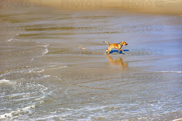 Dogs running and playing on the beach water in the morning in Ipanema