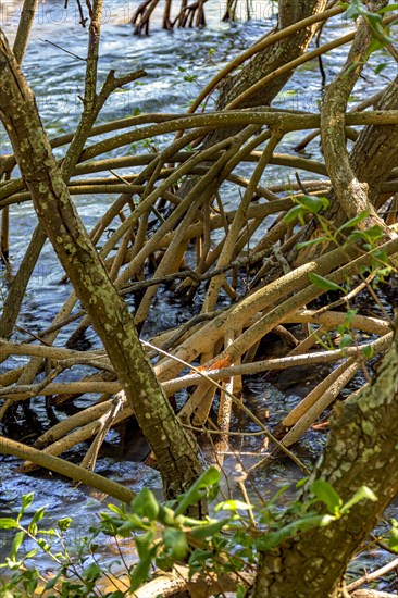 Dense vegetation in the tropical mangrove forest with its roots meeting the sea water with the rivers and lakes of Brazil