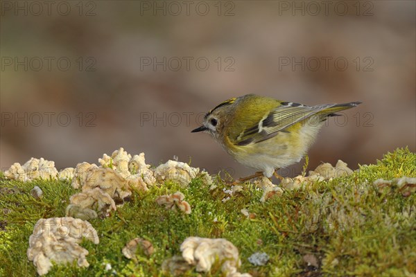 Winter Goldcrest