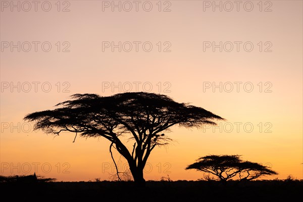 Trees in the Savannah