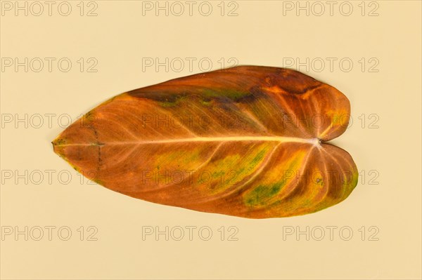 Yellow withered leaf of neglected dying 'Philodendron Melanochrysum' houseplant on yellow background