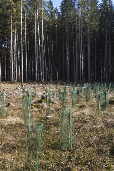 Young pine seedlings with tree guard during afforestation