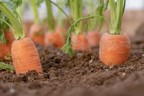 Close-up of carrots planted in an organic vegetable garden