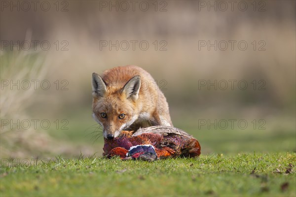 Red fox