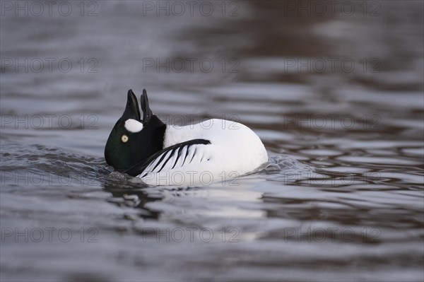 Goldeneye adult male duck