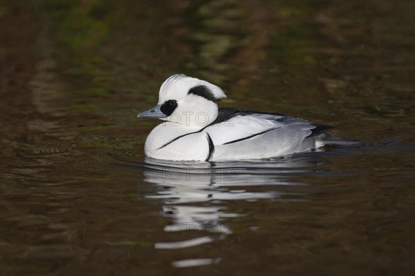 Smew