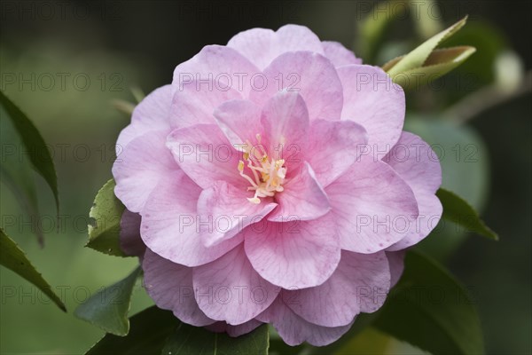 Camellia