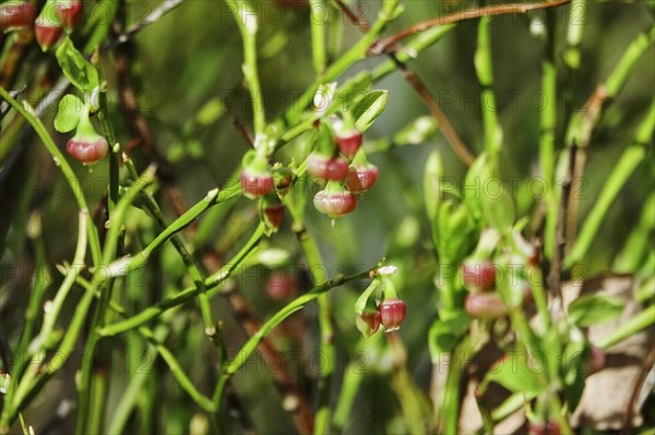 Blueberry bush