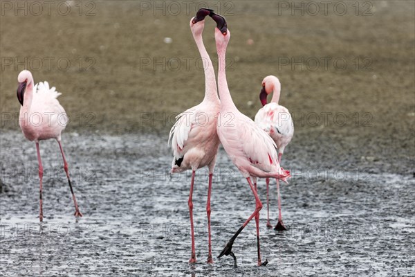Greater flamingo