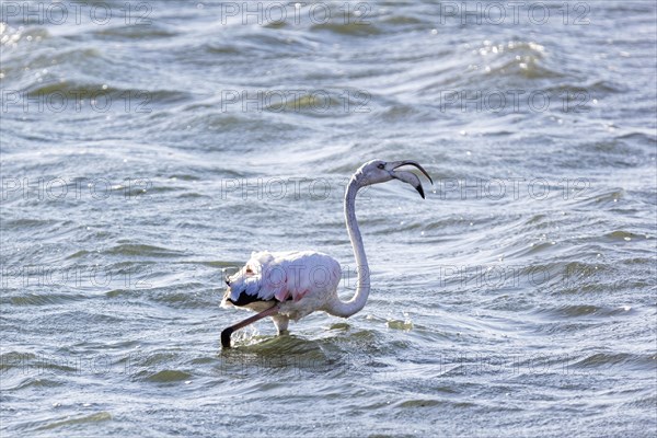 Flamingos