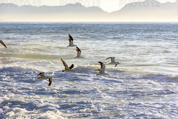 Seagull flying at dawn over the sea and the rocks of Ipanema in Rio de Janeiro