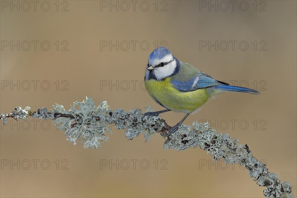 Blue tit