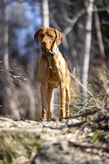 Roevidszoru Magyar Vizsla