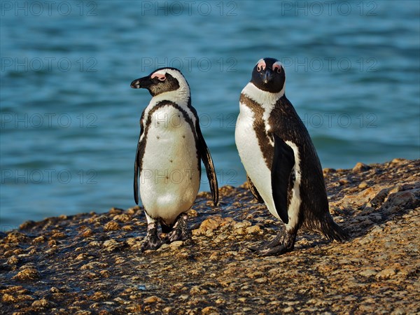 Two specimens of african penguin