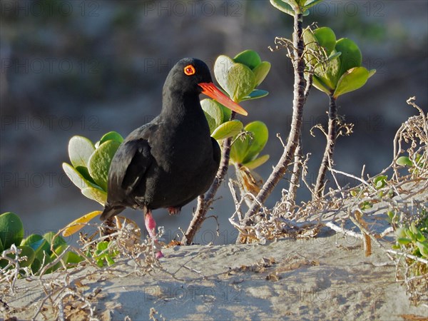 African oystercatcher