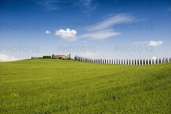 Farmhouse and cypresses