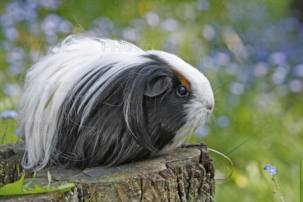 Guinea Pig pigs