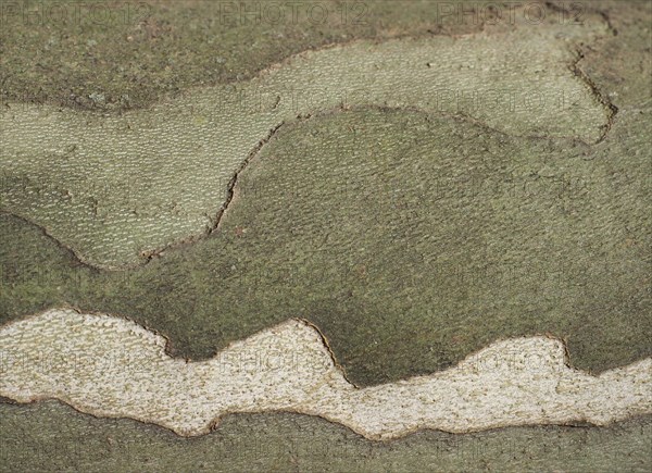 Camouflage pattern on plane tree bark background