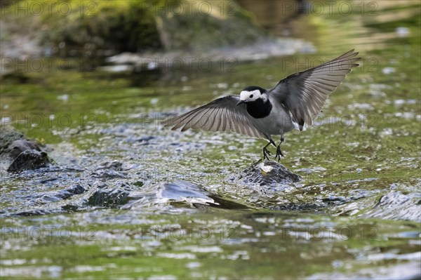 White wagtail