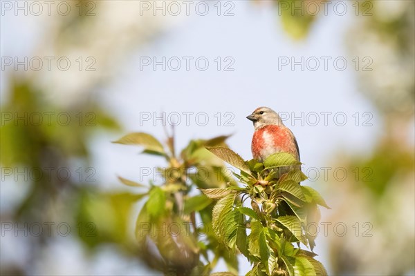 Linnet