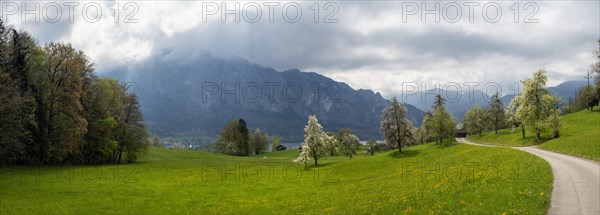 Meadow with blossoming fruit trees