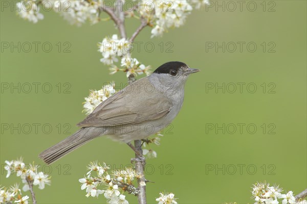 Blackcap