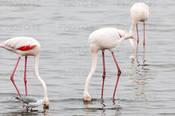 Flamingos