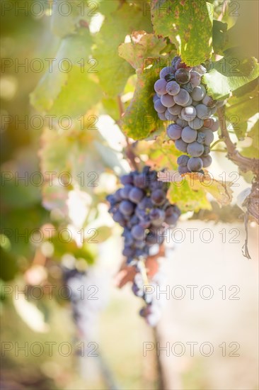 Lush wine grapes clusters hanging on the vine