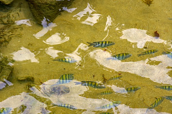 School of small fish swimming in the clean waters of the tropical beaches of Trindade in the southern coast of the state of Rio de Janeiro