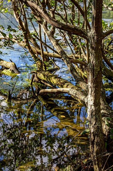 Typical vegetation of the mangroves with its trees and roots submerged in the water lit by the late afternoon sun.