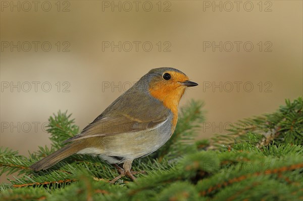 European robin