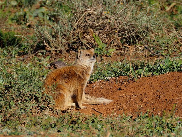 Yellow mongoose