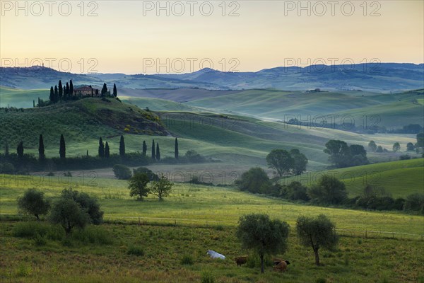 Farmhouse and cypresses