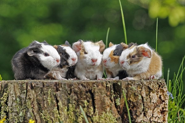 Guinea Pig pigs